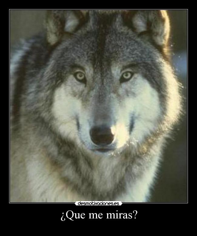 ¿Que me miras? - 