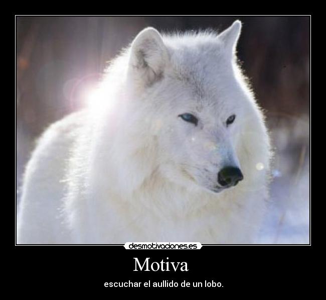 Motiva  - escuchar el aullido de un lobo.