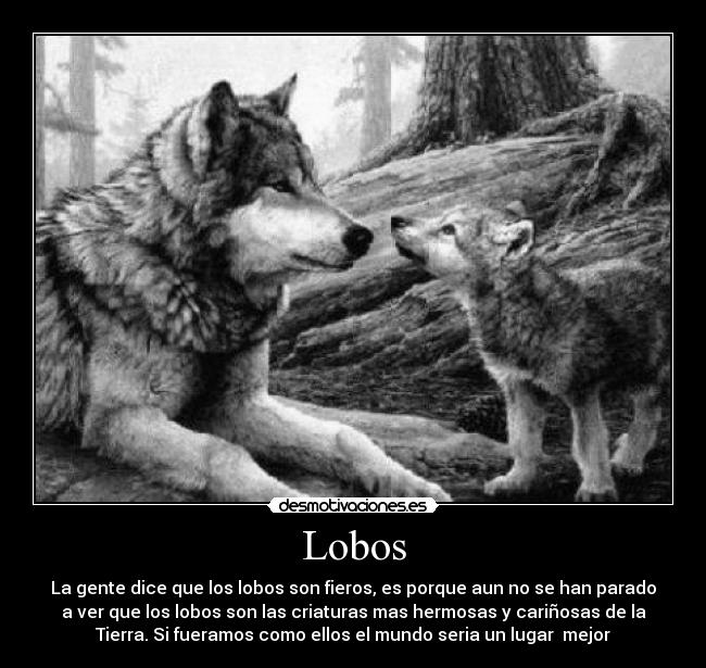 Lobos - La gente dice que los lobos son fieros, es porque aun no se han parado
a ver que los lobos son las criaturas mas hermosas y cariñosas de la
Tierra. Si fueramos como ellos el mundo seria un lugar  mejor