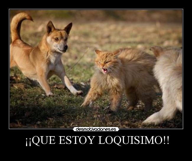 ¡¡QUE ESTOY LOQUISIMO!! - 