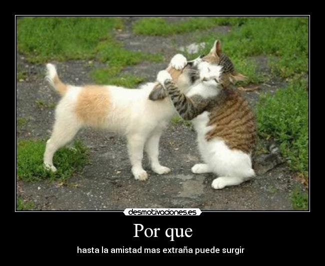 Por que - hasta la amistad mas extraña puede surgir  