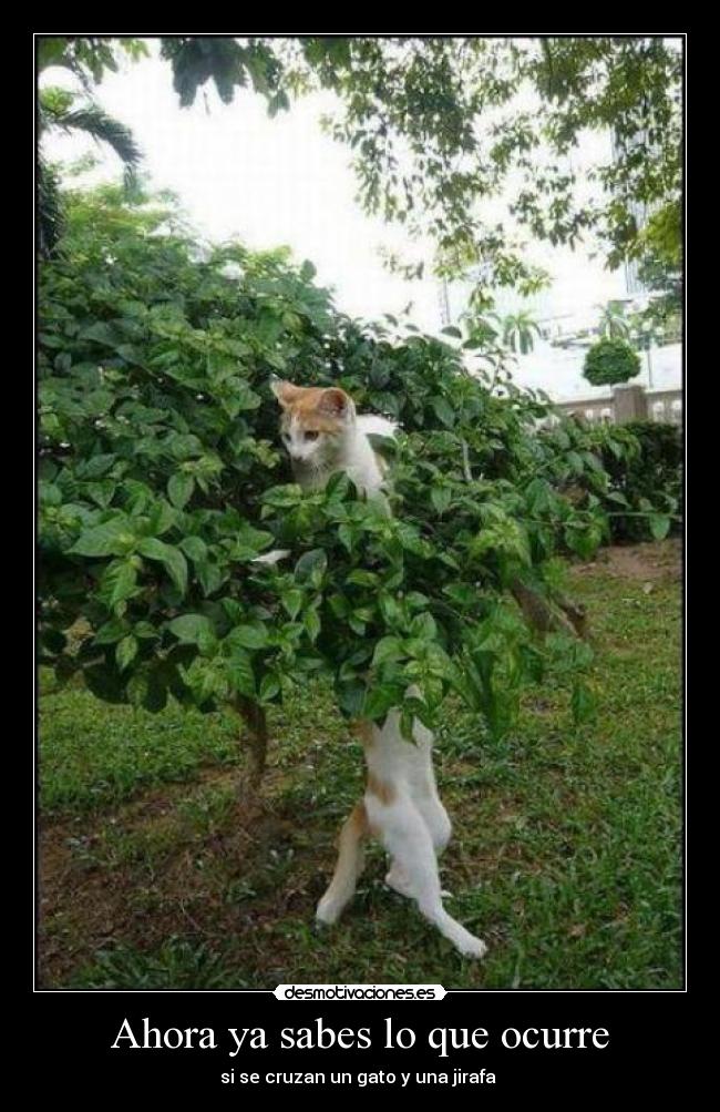 Ahora ya sabes lo que ocurre - 