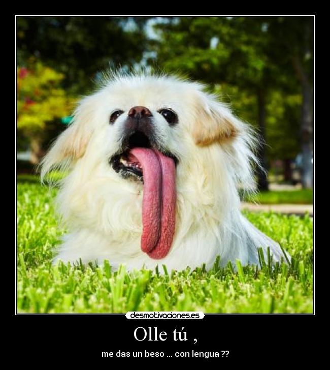 Olle tú , - 