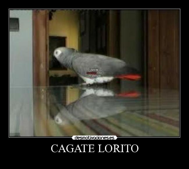 CAGATE LORITO -