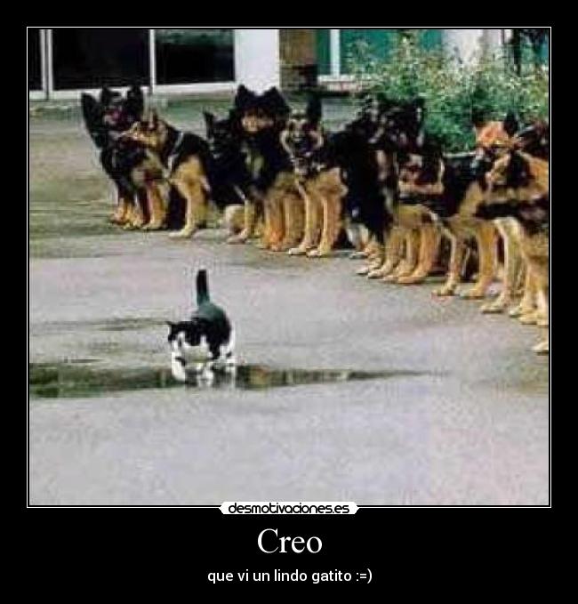 Creo - que vi un lindo gatito :=)