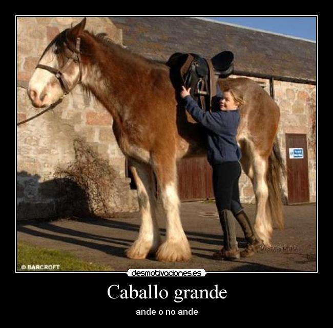 Caballo grande - ande o no ande