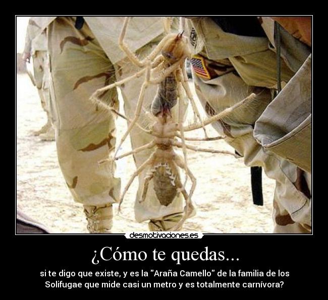 ¿Cómo te quedas... - 