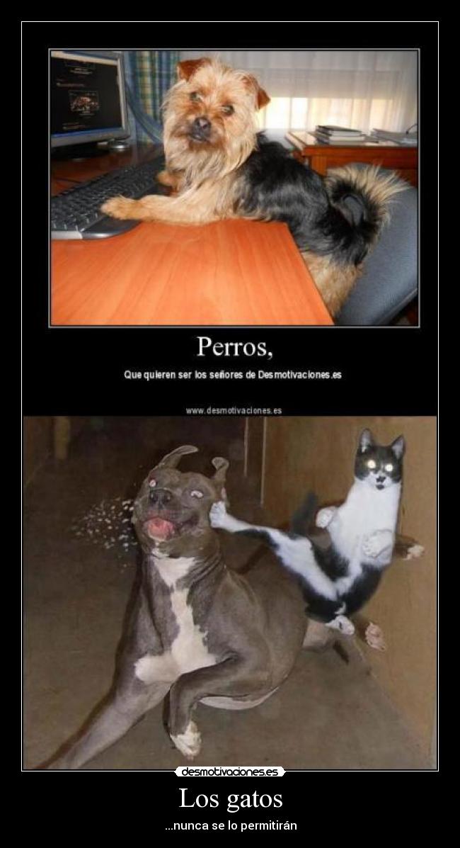 Los gatos -