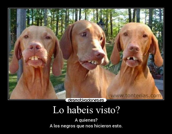 Lo habeis visto? - A quienes?
A los negros que nos hicieron esto.