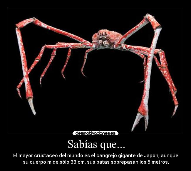 Sabías que... - El mayor crustáceo del mundo es el cangrejo gigante de Japón, aunque
su cuerpo mide sólo 33 cm, sus patas sobrepasan los 5 metros.