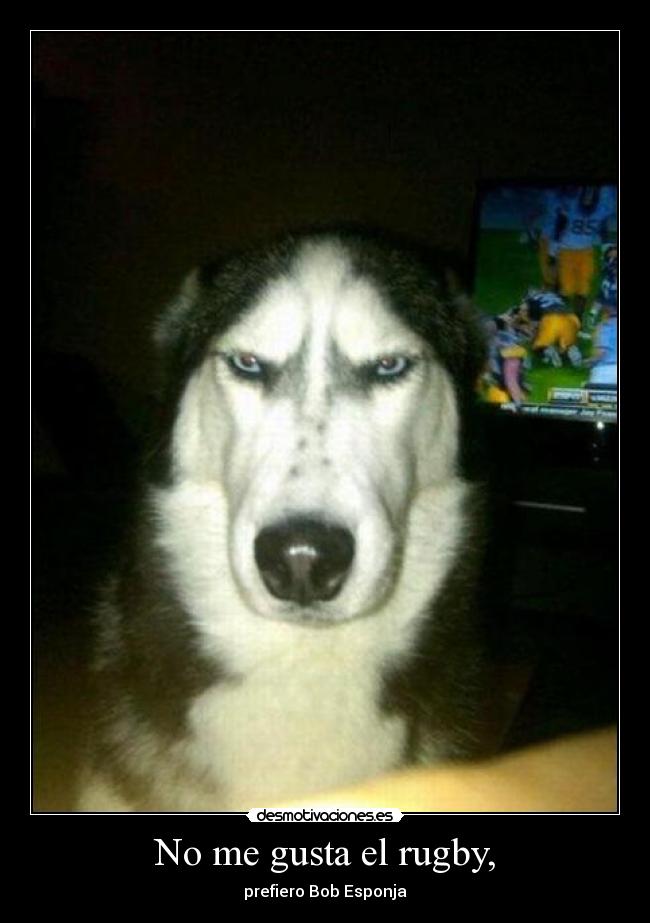No me gusta el rugby, - prefiero Bob Esponja