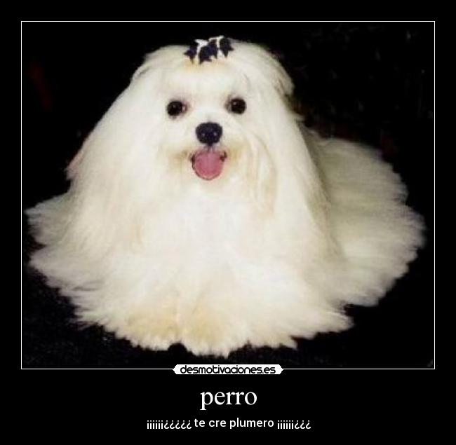 perro - ¡¡¡¡¡¡¿¿¿¿¿ te cre plumero ¡¡¡¡¡¡¿¿¿