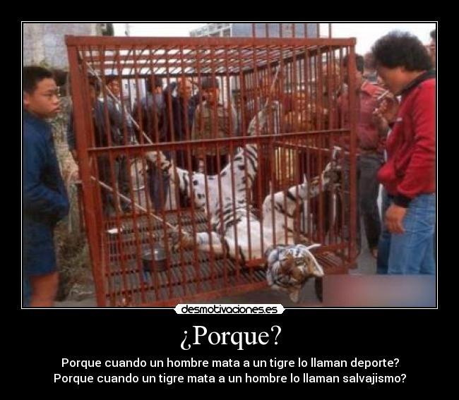 ¿Porque? - Porque cuando un hombre mata a un tigre lo llaman deporte?
Porque cuando un tigre mata a un hombre lo llaman salvajismo?