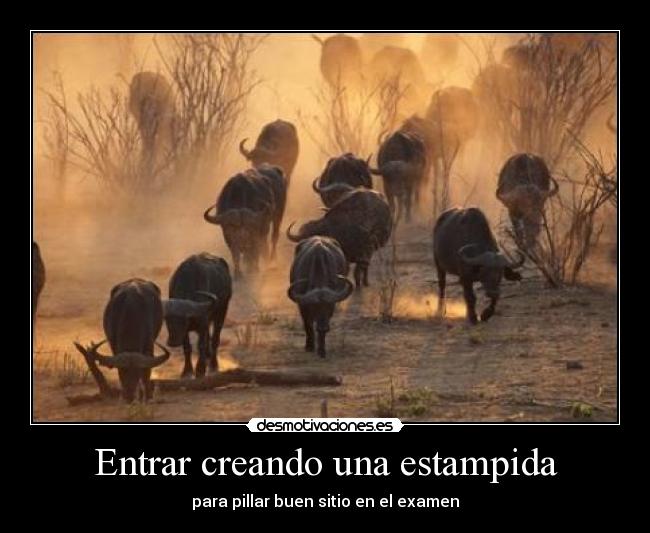 carteles estampida examen desmotivaciones