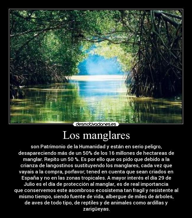 Los manglares -