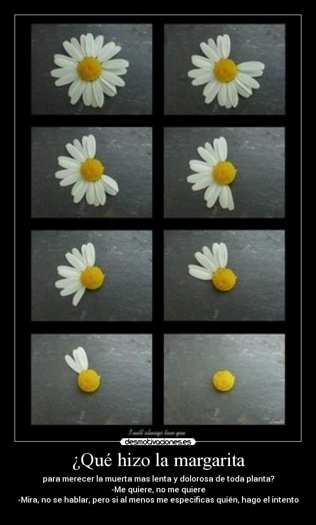 ¿Qué hizo la margarita - para merecer la muerta mas lenta y dolorosa de toda planta?
-Me quiere, no me quiere
-Mira, no se hablar, pero si al menos me especificas quién, hago el intento

