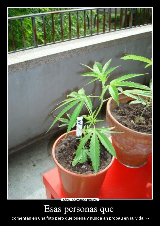 Esas personas que - comentan en una foto pero que buena y nunca an probau en su vida ¬¬