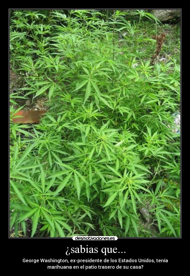 ¿sabias que... - George Washington, ex-presidente de los Estados Unidos, tenía
marihuana en el patio trasero de su casa?