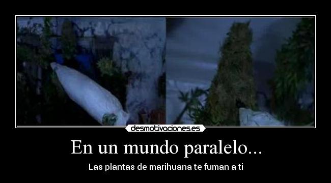 En un mundo paralelo... - Las plantas de marihuana te fuman a ti