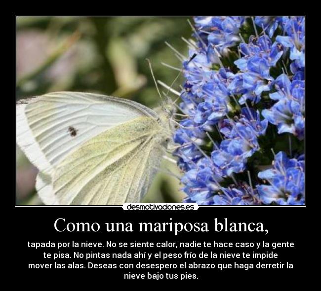 Como una mariposa blanca, -