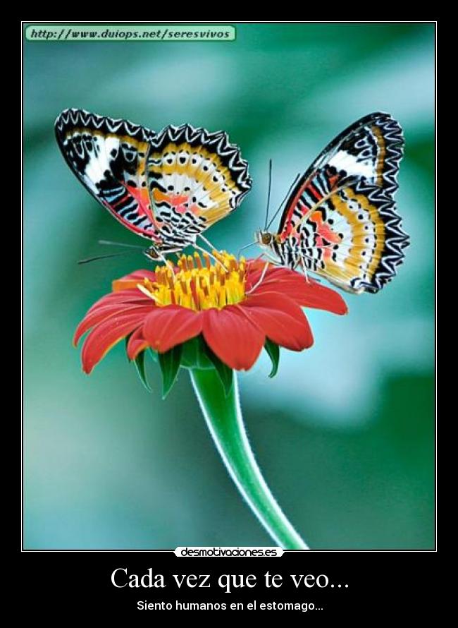 Cada vez que te veo... -