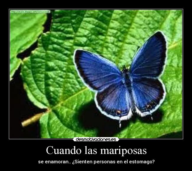 Cuando las mariposas -