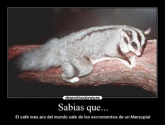 Sabias que... - El café mas aro del mundo sale de los excrementos de un Marsupial