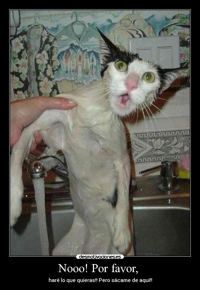 Nooo! Por favor, -