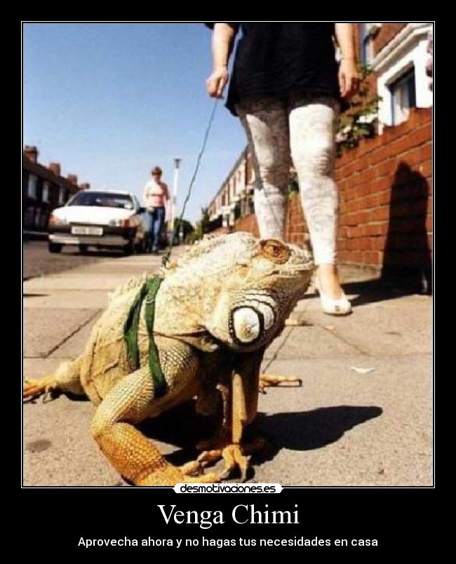 Venga Chimi - Aprovecha ahora y no hagas tus necesidades en casa