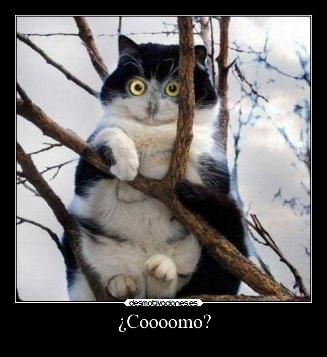 ¿Coooomo? - 