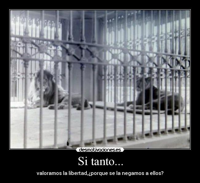 Si tanto... -