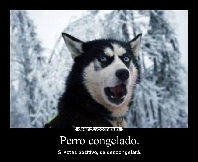 Perro congelado. - 