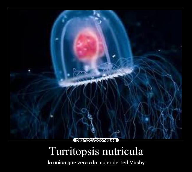 Turritopsis nutricula - la unica que vera a la mujer de Ted Mosby