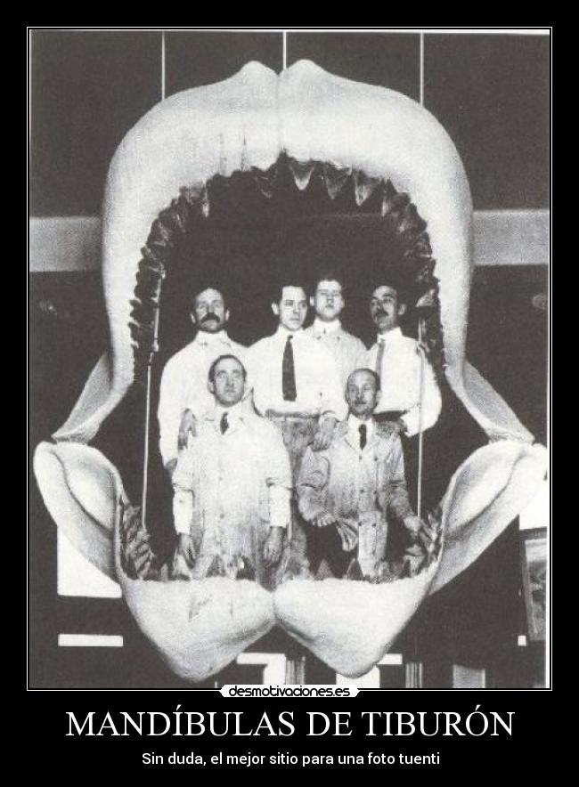 MANDÍBULAS DE TIBURÓN -