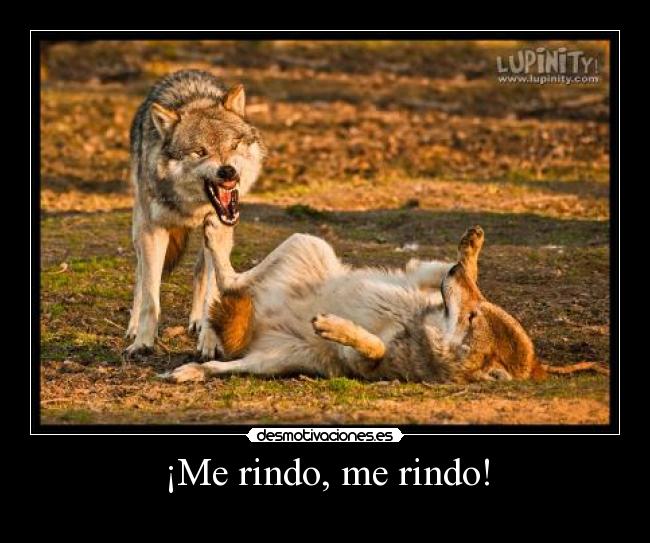 ¡Me rindo, me rindo! - 
