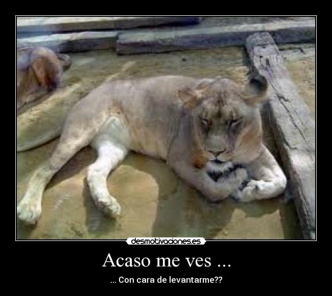 Acaso me ves ... - ... Con cara de levantarme??