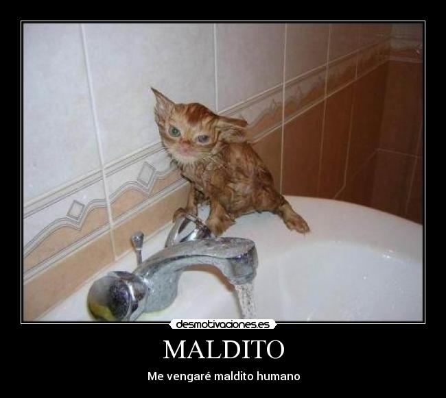 MALDITO - Me vengaré maldito humano