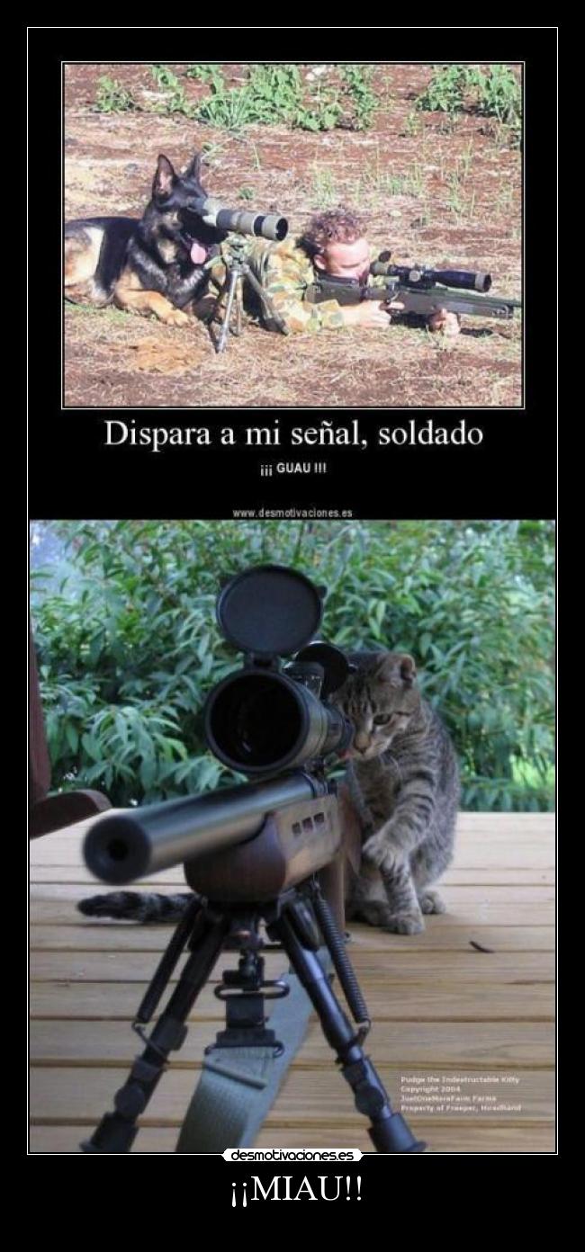¡¡MIAU!! -
