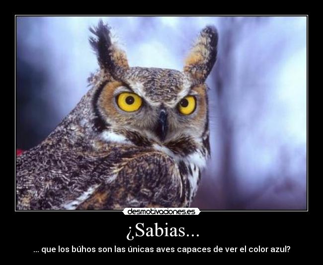 ¿Sabias... - ... que los búhos son las únicas aves capaces de ver el color azul?