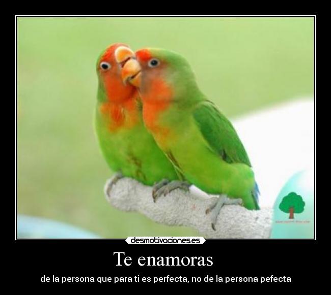 Te enamoras  - 
