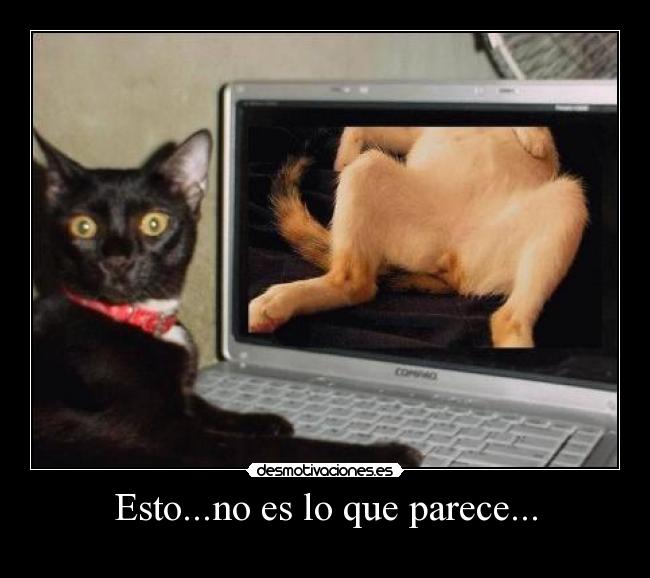 carteles gatos desmotivaciones