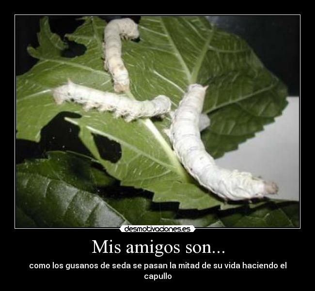 Mis amigos son... - como los gusanos de seda se pasan la mitad de su vida haciendo el capullo