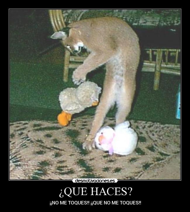 ¿QUE HACES? -