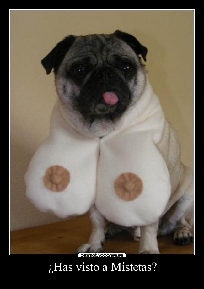 ¿Has visto a Mistetas? - 