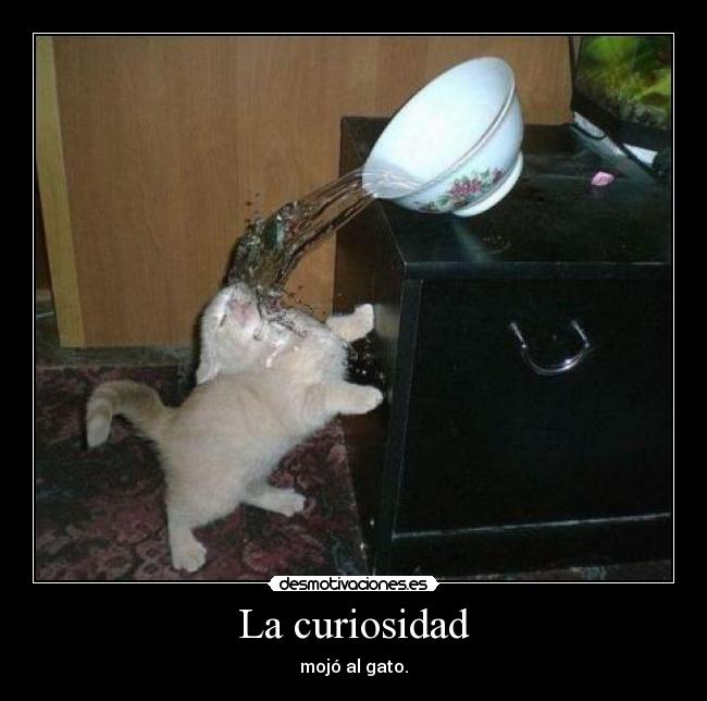 La curiosidad - mojó al gato.