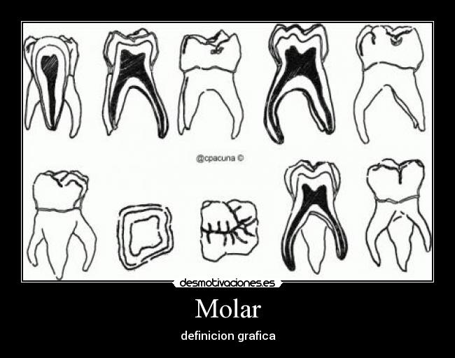 Molar - definicion grafica