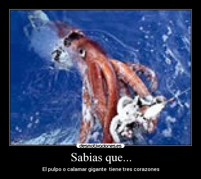 Sabias que... - El pulpo o calamar gigante tiene tres corazones