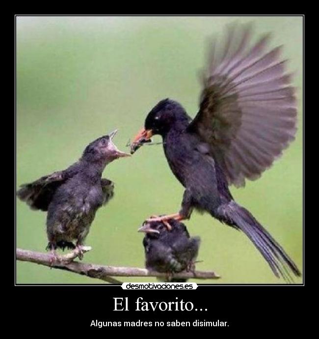 El favorito... - Algunas madres no saben disimular.