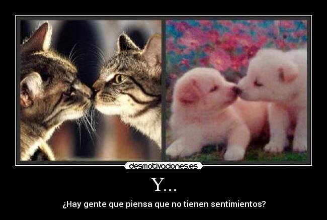 Y... - ¿Hay gente que piensa que no tienen sentimientos?
