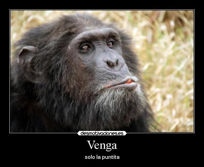 Venga -